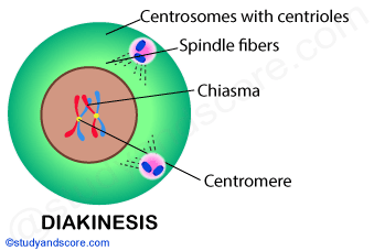 diakinesis, mitosis, mitotic cell division, prophase 1, meiosis 1